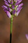 Curtiss' milkwort